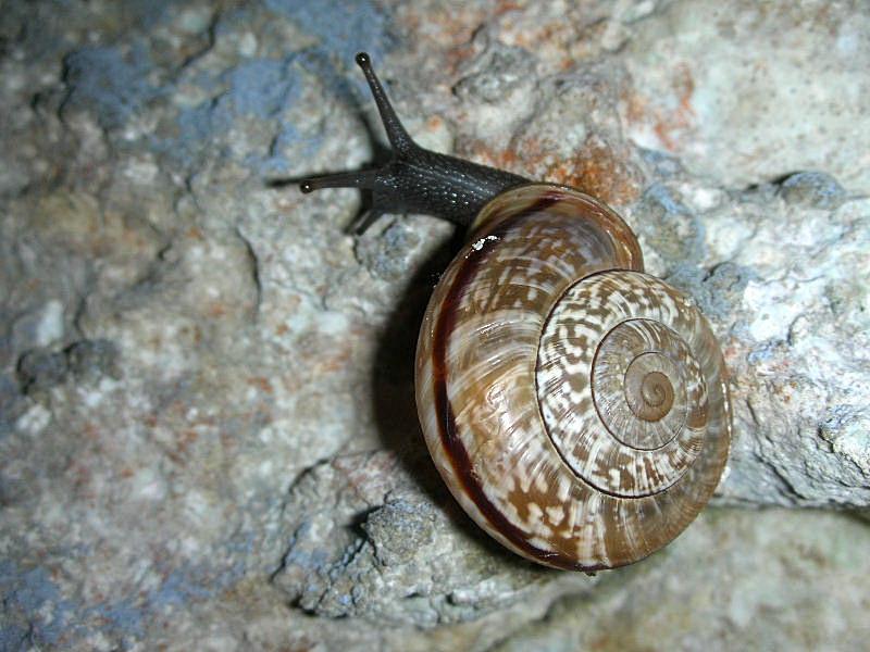 Chilostoma cingulatum colubrinum (De Cristofori & Jan, 1832)